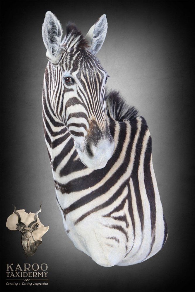 Zebra Mounts