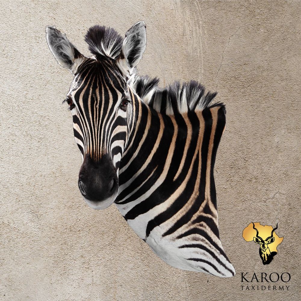 Burchell&rsquo;s Zebra Wall Pedestal Left Turn Looking Straight (0&deg;).