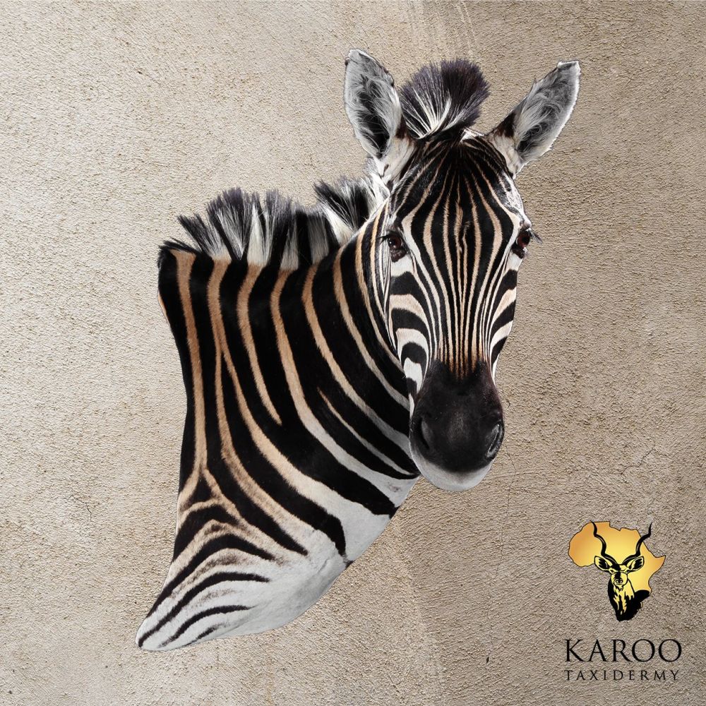 Burchell&rsquo;s Zebra Wall Pedestal Right Turn Looking Straight (0&deg;).