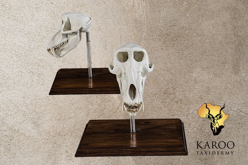 Baboon skull bleach table-top mount