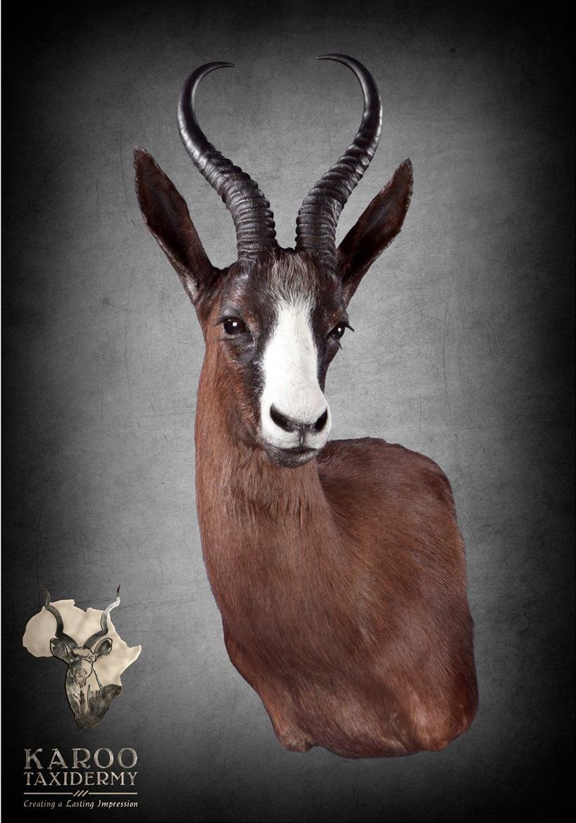 black_springbuck_wall_mount_crop