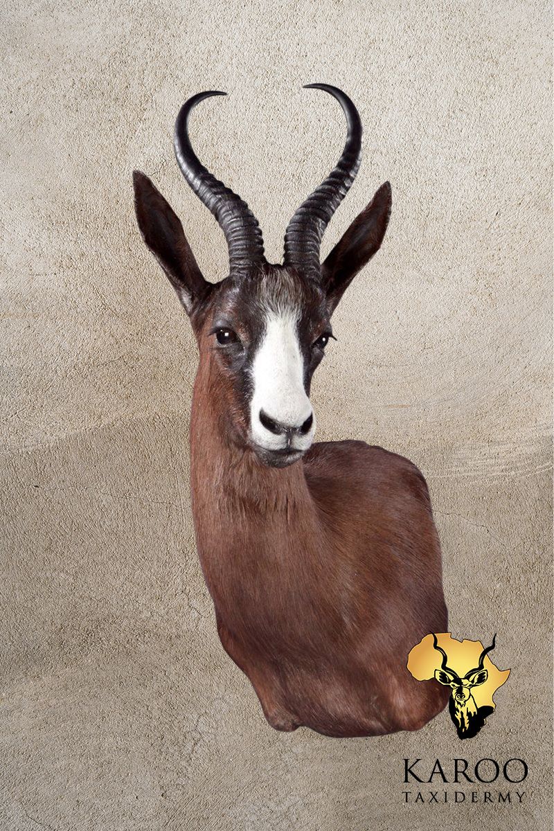 Black Springbuck Wall Pedestal &ndash; Left Turn, Looking Quarter Left