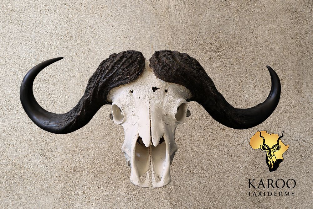 Cape Buffalo Skull Bleach