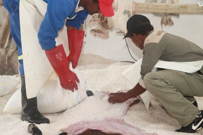 Salting a trophy skin