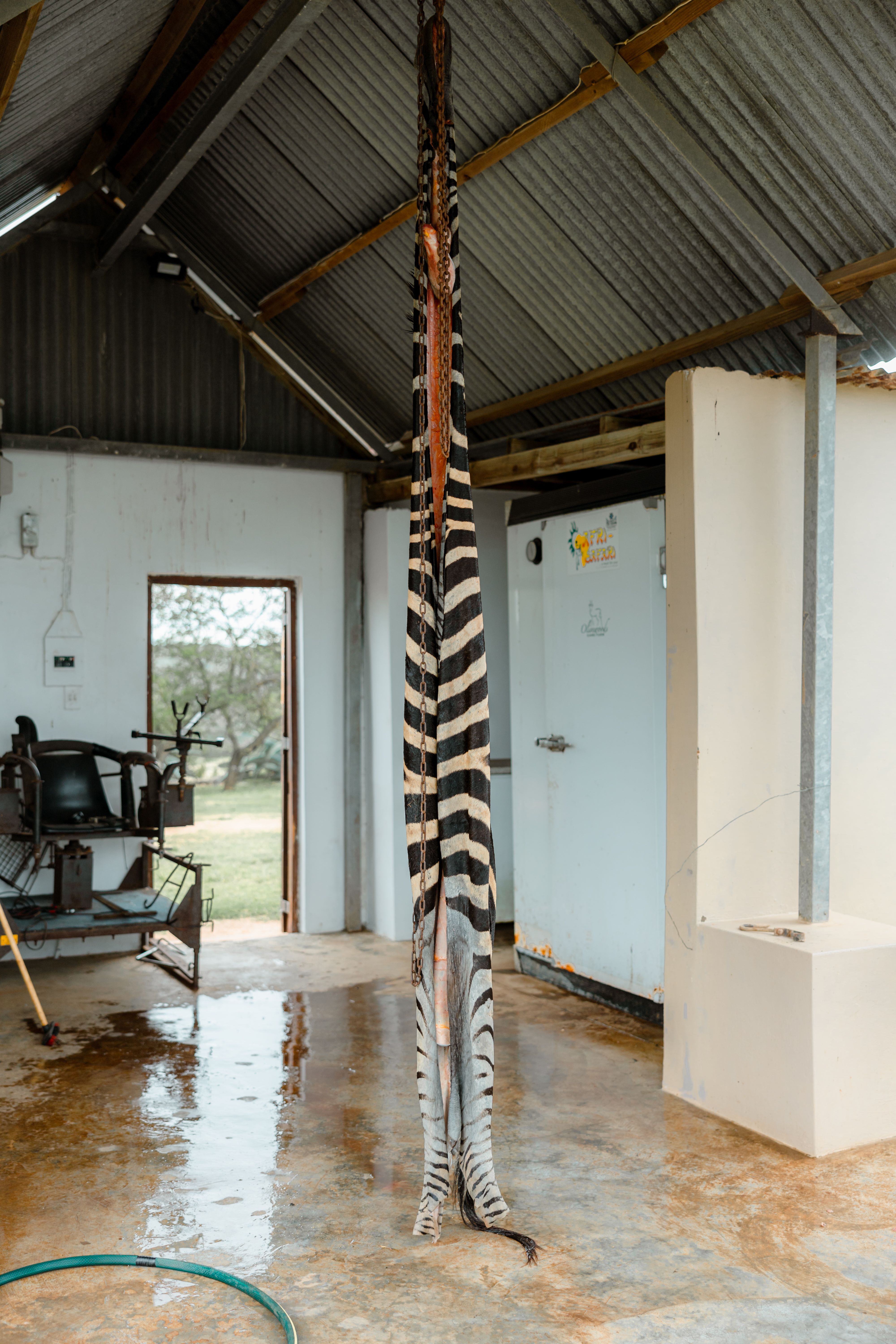 Correctly drying a zebra skin