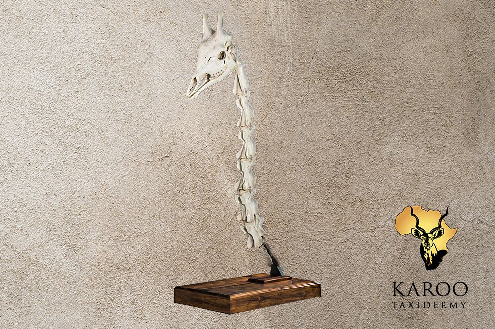 Giraffe skeletal mount
