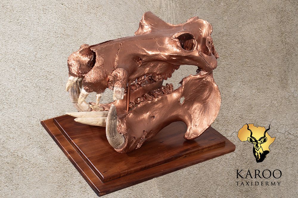 Hippo skull bleach special-finish table display