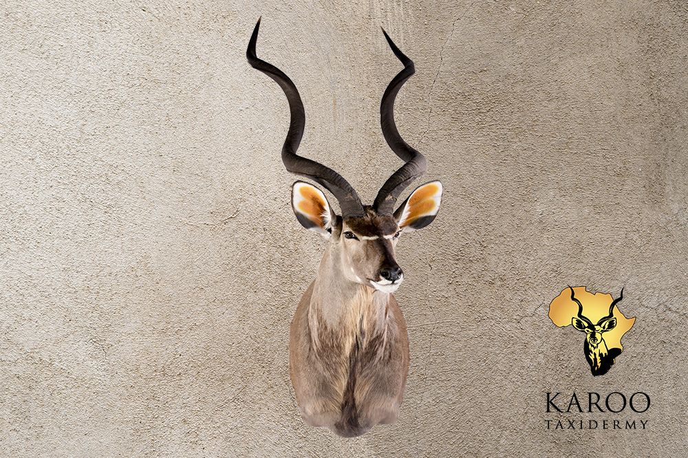 Kudu shoulder mount looking eighth left