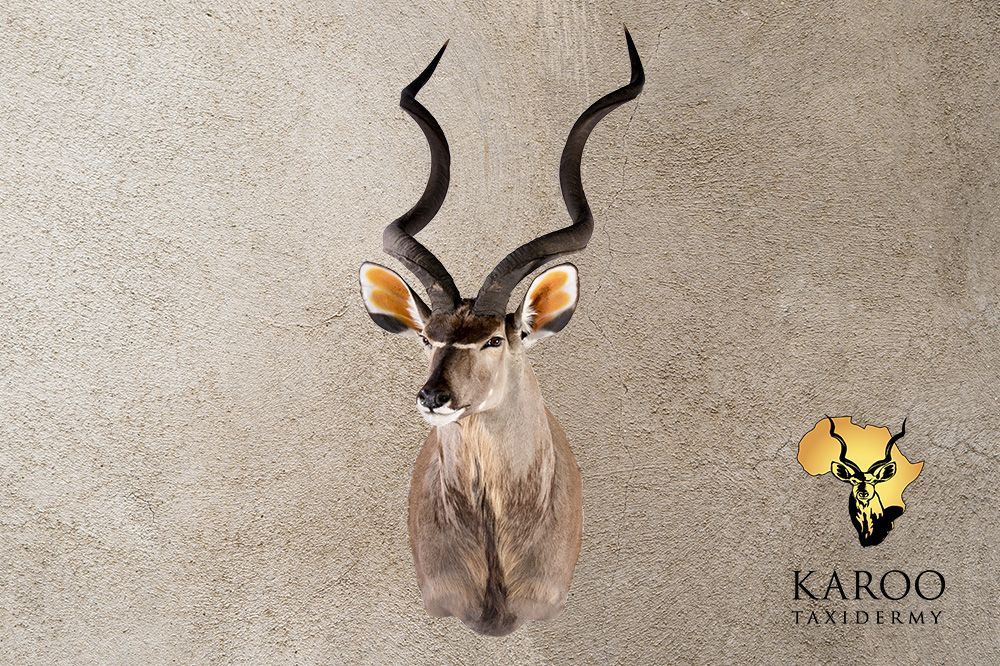Kudu shoulder mount looking eighth right