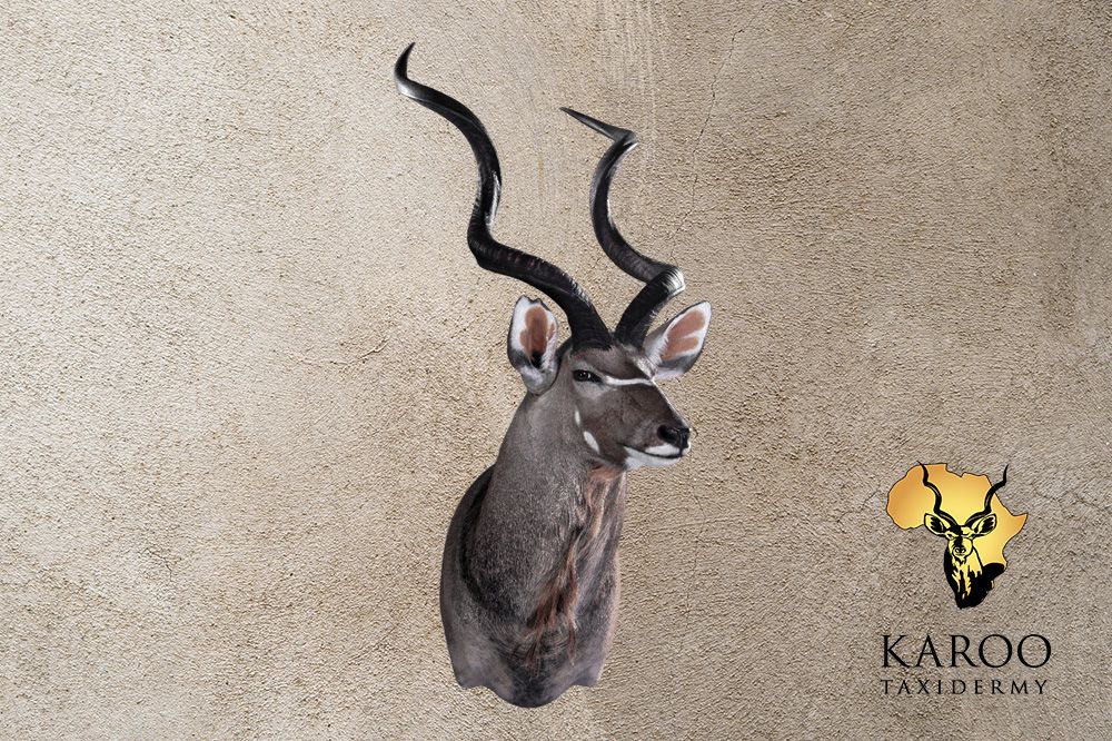 Kudu shoulder mount looking quarter left