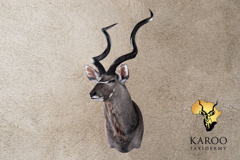 Kudu shoulder mount looking quarter right