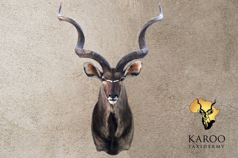 Kudu shoulder mount looking straight