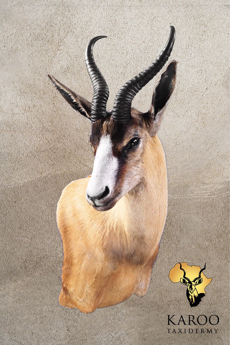 Copper Springbuck Wall Pedestal &ndash; Looking Quarter Right