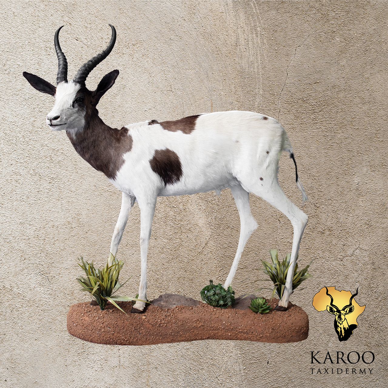 Painted Sprinbuck Full Mount
