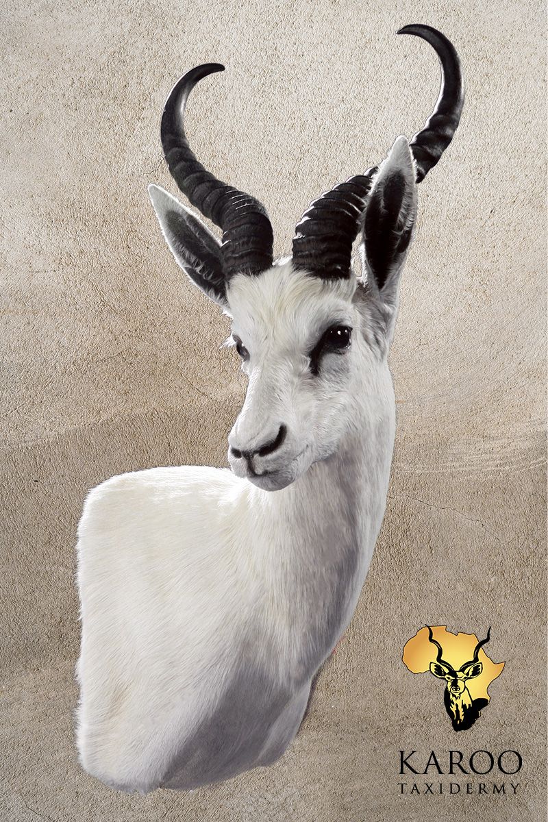 White Springbuck Wall Pedestal Looking Quarter Right