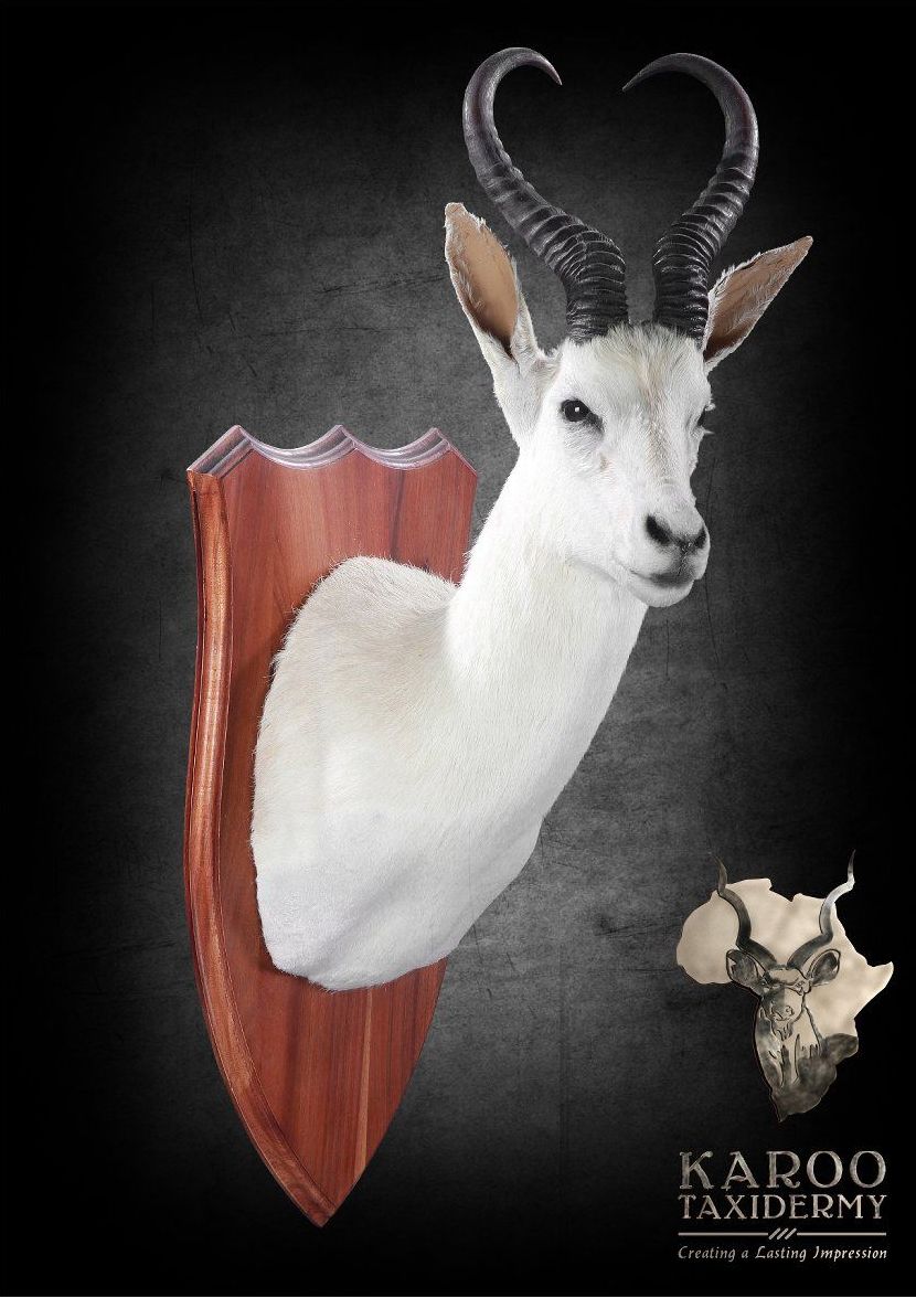 trophy_white_springbuck_mount_crop