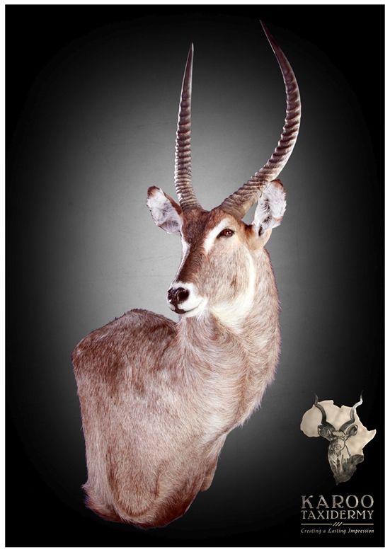 Waterbuck Mounts