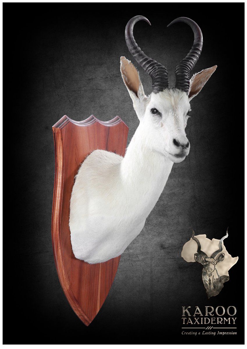White Springbuck Mounts